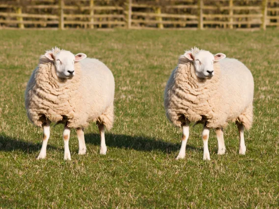 Cloned sheep