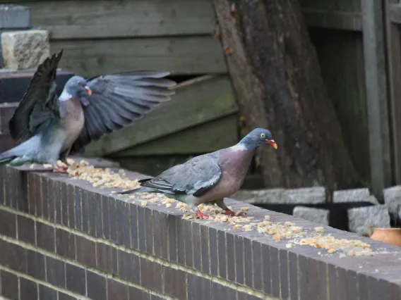 Pigeons eating bread crumbs