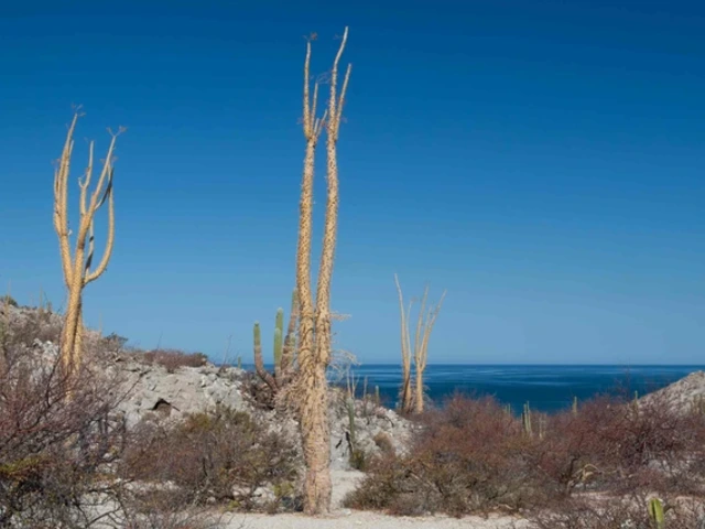 Boojum trees grow in a desert landscape, with the blue waters of the Gulf of California in the background. 