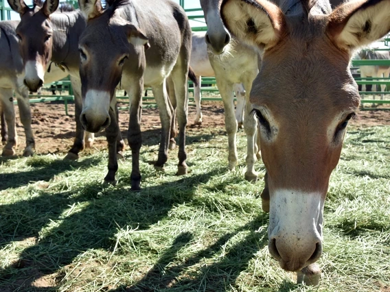 Five burros are standing in a line within a fenced pen, eating green hay. The nearest burro is in focus, while the others stand in a line off its right shoulder.