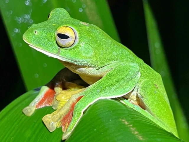 A green Malabar gliding frog blends in with foliage