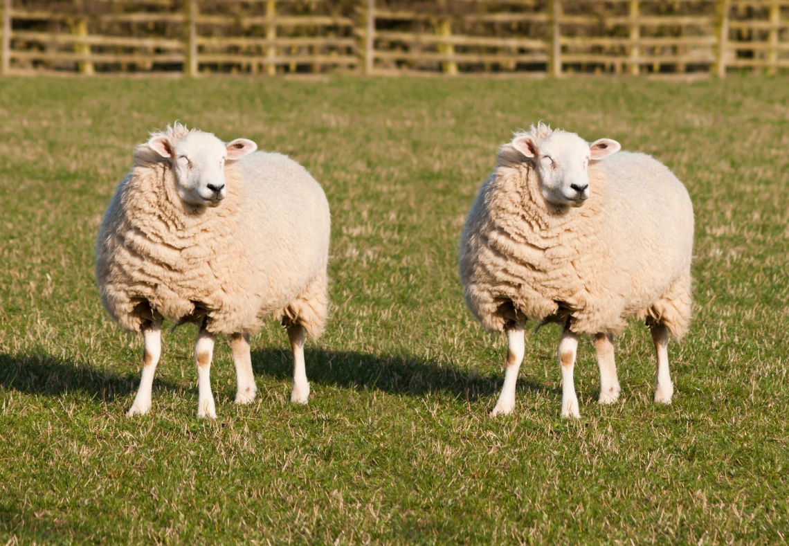 Cloned sheep