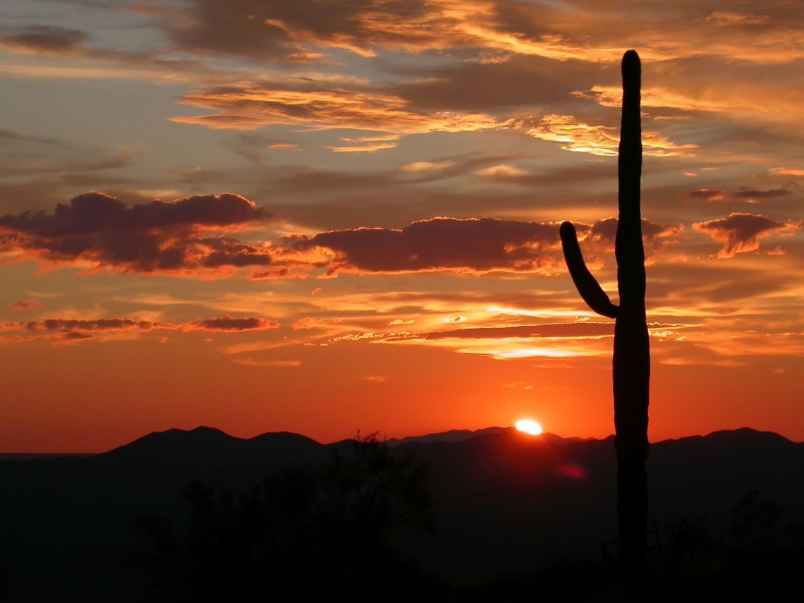 Saguaro at sunset