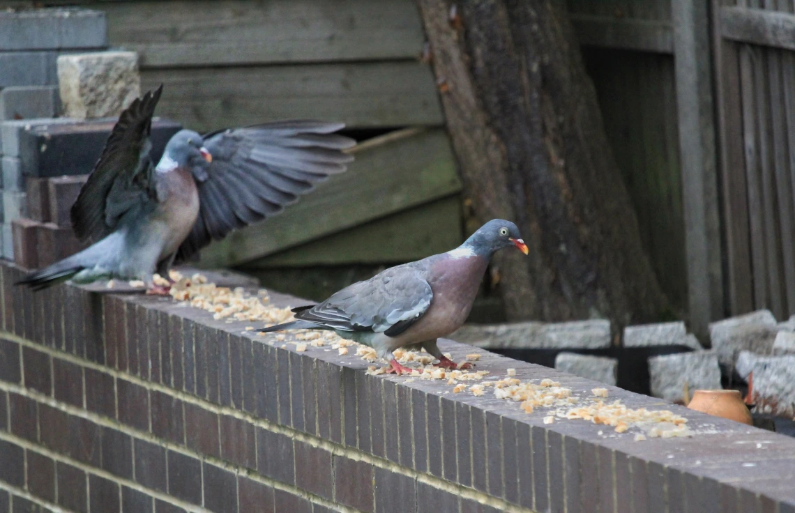 Pigeons eating bread crumbs