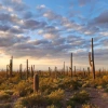 the sonoran desert at sunset