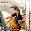 A veterinary medical setting where a lion is undergoing a CT scan. The large, circular CT machine in the background has a white exterior with the brand name "Canon" at the top. The lion lies on a table, partially covered with an orange and black protective covering. Its head is resting on the table’s surface, with medical sensors and tubes attached to its face, indicating it is under sedation for the procedure. 