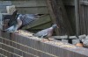 Pigeons eating bread crumbs